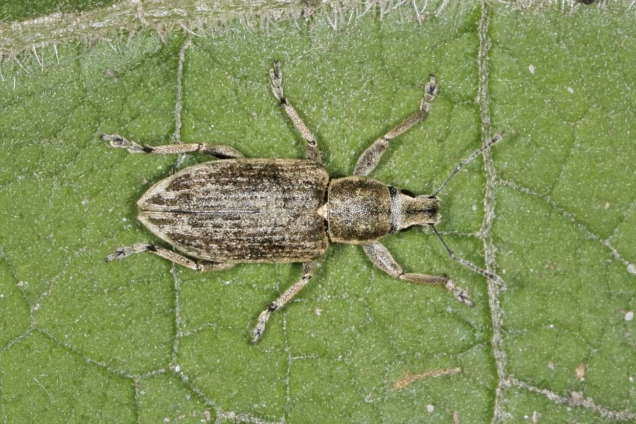 Curculionidae: Tanymecus palliatus?